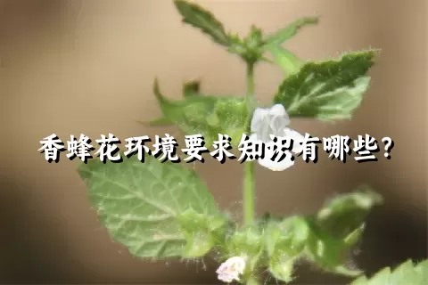 香蜂花环境要求知识有哪些？
