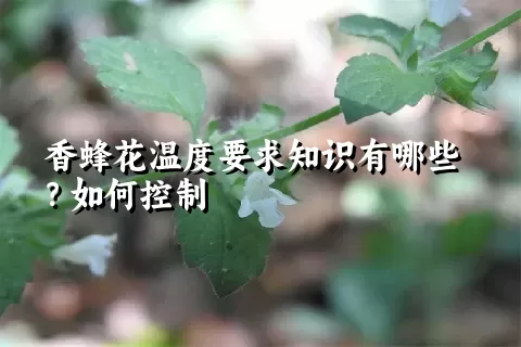 香蜂花温度要求知识有哪些？如何控制
