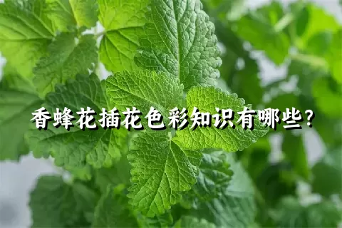 香蜂花插花色彩知识有哪些？