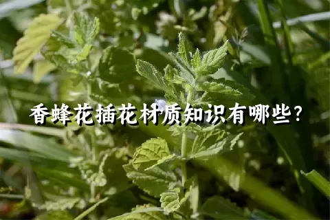 香蜂花插花材质知识有哪些？