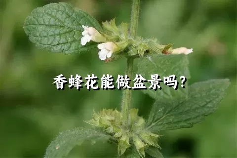 香蜂花能做盆景吗？