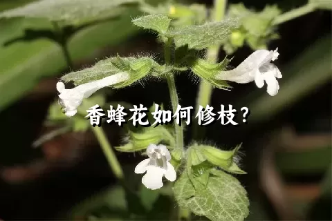 香蜂花如何修枝？