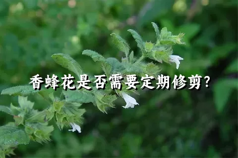 香蜂花是否需要定期修剪？