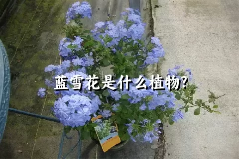 蓝雪花是什么植物?