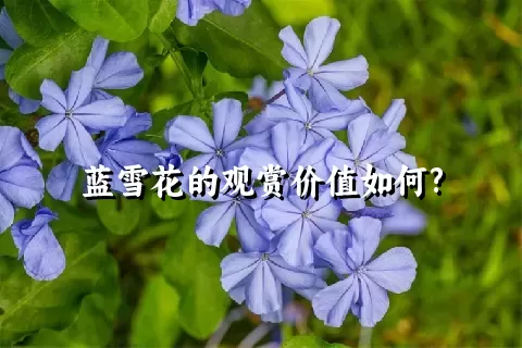 蓝雪花的观赏价值如何?