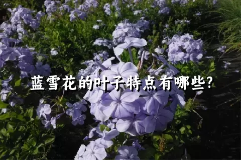 蓝雪花的叶子特点有哪些?