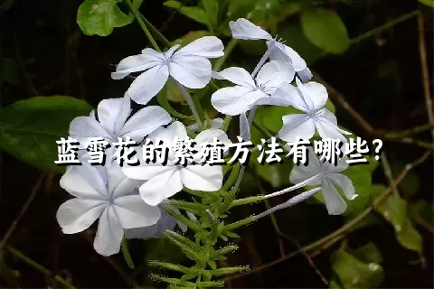 蓝雪花的繁殖方法有哪些?