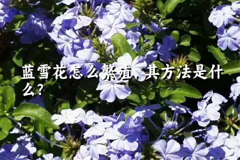 蓝雪花怎么繁殖，其方法是什么？