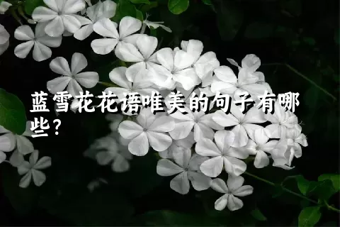 蓝雪花花语唯美的句子有哪些？