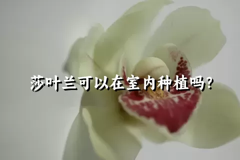 莎叶兰可以在室内种植吗？