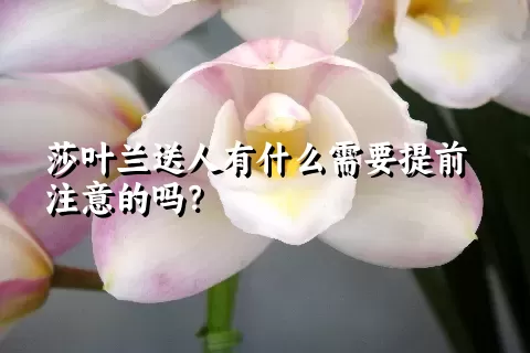莎叶兰送人有什么需要提前注意的吗？