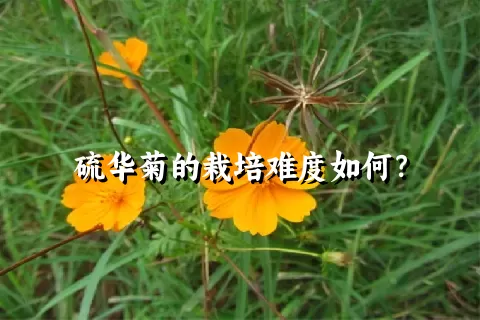 硫华菊的栽培难度如何？