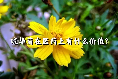 硫华菊在医药上有什么价值？