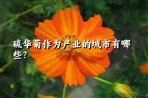 硫华菊作为产业的城市有哪些？