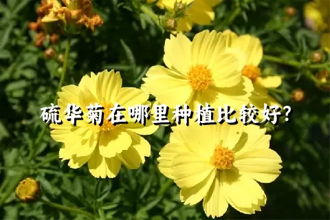 硫华菊在哪里种植比较好？