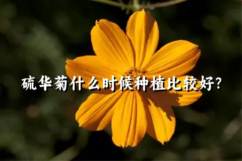 硫华菊什么时候种植比较好？