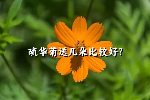硫华菊送几朵比较好？