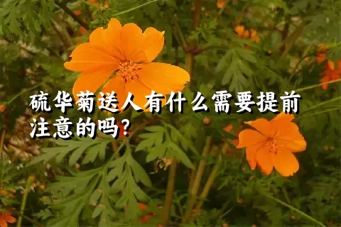 硫华菊送人有什么需要提前注意的吗？