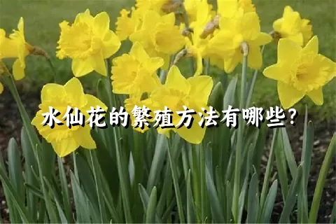 水仙花的繁殖方法有哪些？