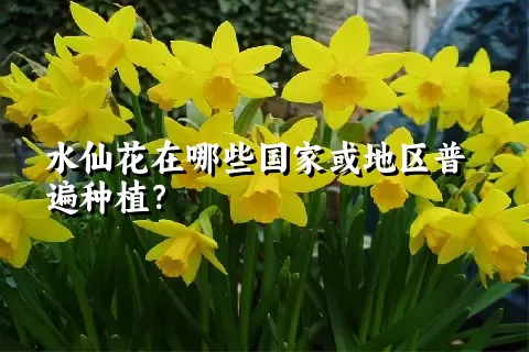 水仙花在哪些国家或地区普遍种植？