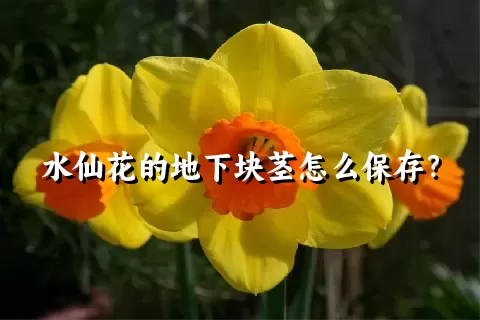 水仙花的地下块茎怎么保存？