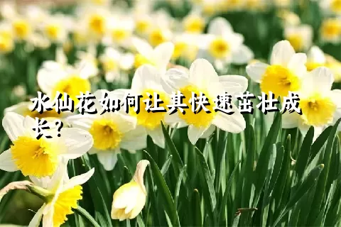 水仙花如何让其快速茁壮成长？