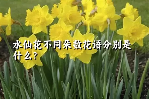 水仙花不同朵数花语分别是什么？