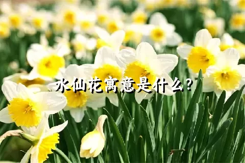 水仙花寓意是什么？
