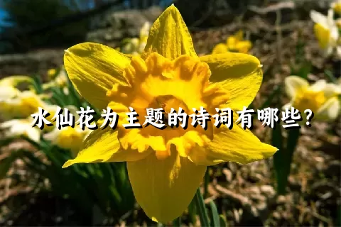 水仙花为主题的诗词有哪些？