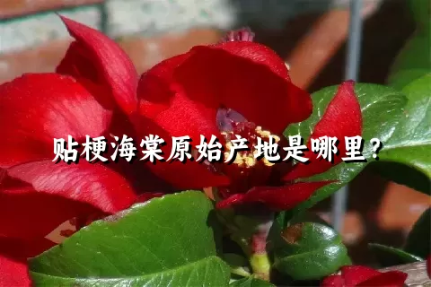 贴梗海棠原始产地是哪里？