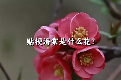 贴梗海棠是什么花？