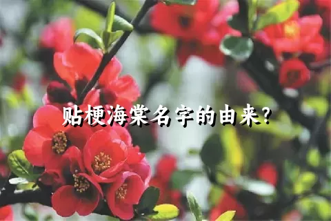 贴梗海棠名字的由来？