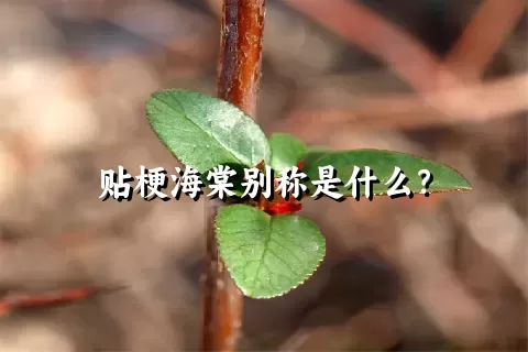 贴梗海棠别称是什么？