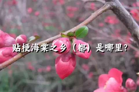 贴梗海棠之乡（都）是哪里？