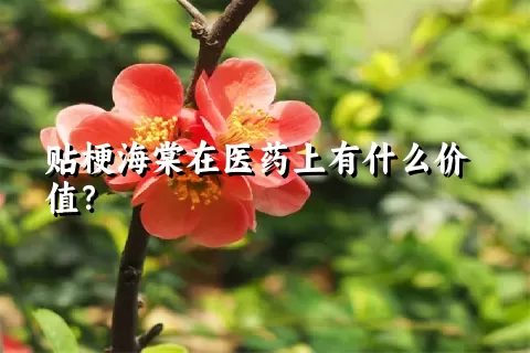 贴梗海棠在医药上有什么价值？