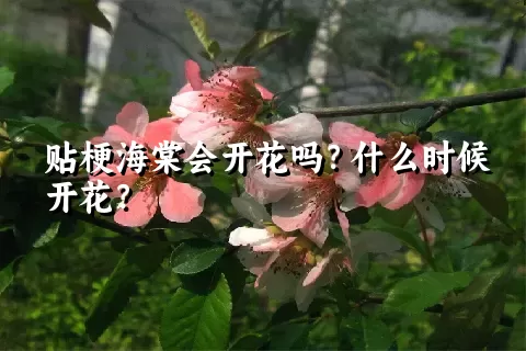 贴梗海棠会开花吗？什么时候开花？