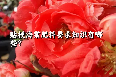 贴梗海棠肥料要求知识有哪些？