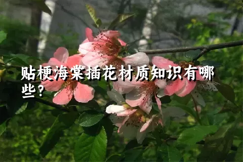 贴梗海棠插花材质知识有哪些？