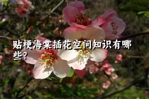 贴梗海棠插花空间知识有哪些？