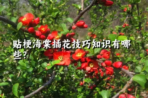 贴梗海棠插花技巧知识有哪些？
