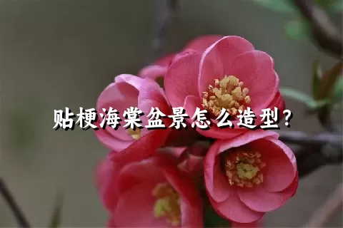 贴梗海棠盆景怎么造型？