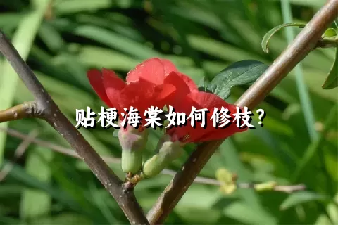 贴梗海棠如何修枝？