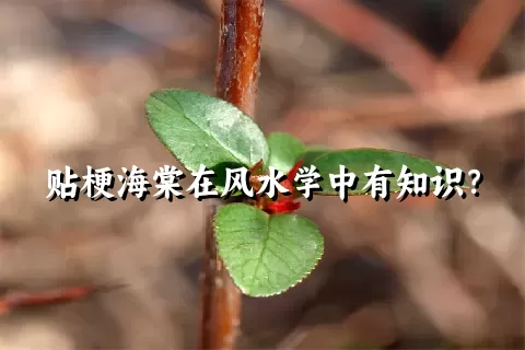 贴梗海棠在风水学中有知识？