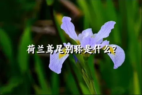荷兰鸢尾别称是什么？