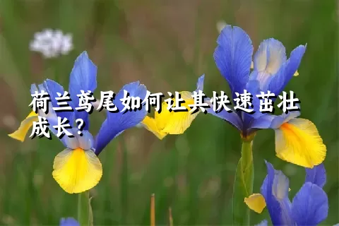 荷兰鸢尾如何让其快速茁壮成长？