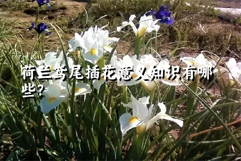 荷兰鸢尾插花意义知识有哪些？