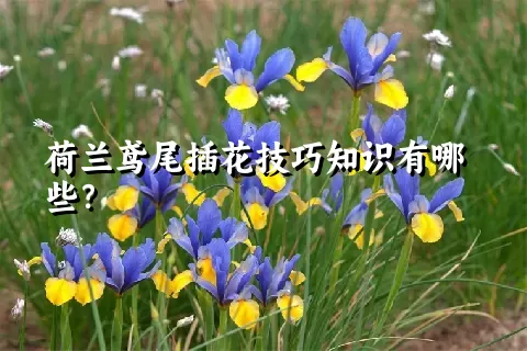 荷兰鸢尾插花技巧知识有哪些？