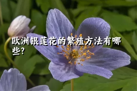 欧洲银莲花的繁殖方法有哪些?