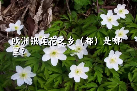 欧洲银莲花之乡（都）是哪里？