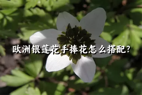 欧洲银莲花手捧花怎么搭配？